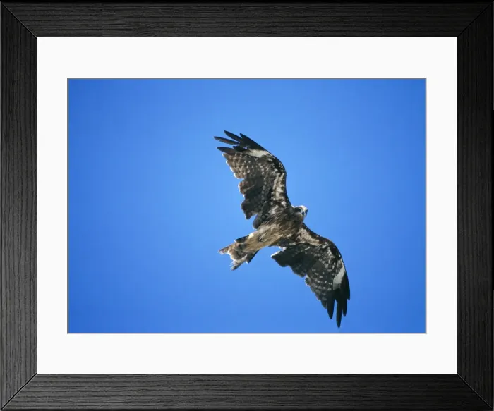 Framed Print : Black Kite (in moult) PC 148 Flight © Piers Cavendish / ARDEA LONDON Framed Print : Black Kite (in moult) PC 148 Flight © Piers Cavendish / ARDEA LONDON