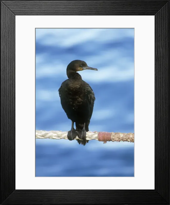 Framed Print : Cape Cormorant South Africa Framed Print : Cape Cormorant South Africa
