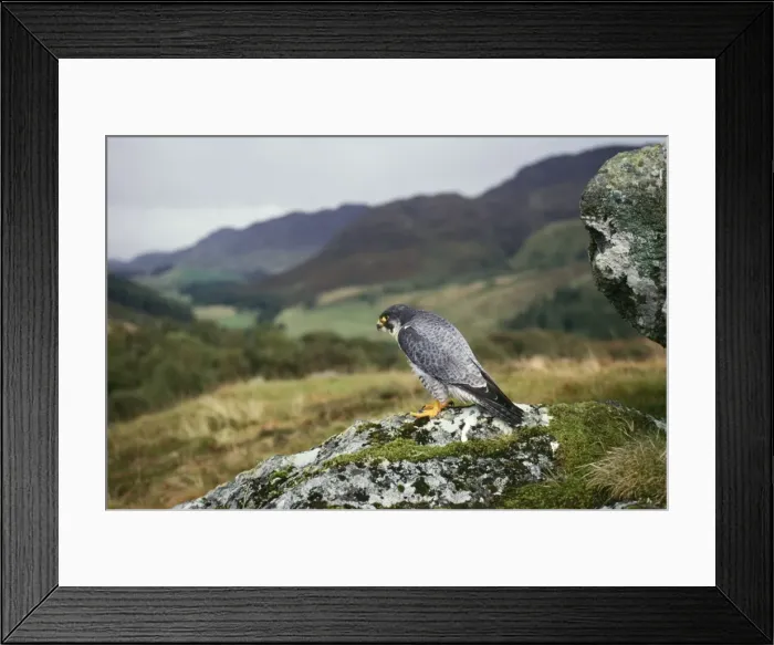 Framed Print : Peregrina Falcon PC 74 Scotland Falco peregrinus © Piers Cavendish / ARDEA LONDON Framed Print : Peregrina Falcon PC 74 Scotland Falco peregrinus © Piers Cavendish / ARDEA LONDON