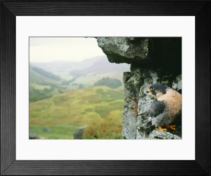Framed Print : Peregrine Falcon PC 75 Falco Peregrinus © Piers Cavendish / ARDEA LONDON Framed Print : Peregrine Falcon PC 75 Falco Peregrinus © Piers Cavendish / ARDEA LONDON