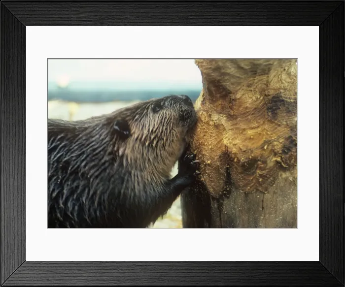 Framed Print : Beaver. PL-738. BEAVER - gnawing tree trunk Framed Print : Beaver. PL-738. BEAVER - gnawing tree trunk