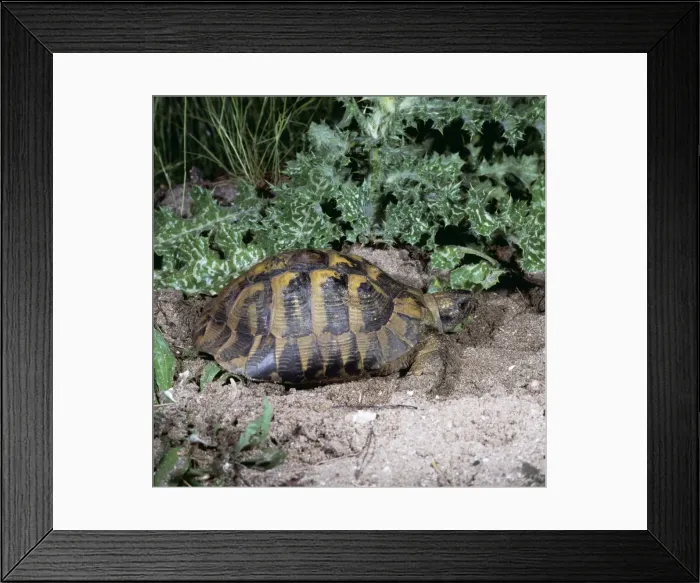 Framed Print : Hermanns Tortoise PL 809 Testudo hermanni © Jens-Peter Laub ARDEA LONDON Framed Print : Hermanns Tortoise PL 809 Testudo hermanni © Jens-Peter Laub ARDEA LONDON