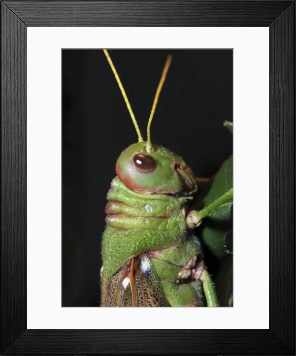 Framed Print : Giant Cricket /  Locust- from Central America
