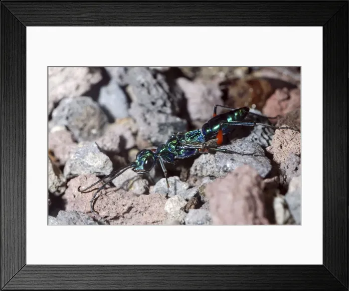Framed Print : Emerald Cockroach Wasp / Jewel Wasp: a parasitoid wasp that lays its eggs into the nerve ganglia of living cockroaches. Tropical Africa, India, introduced to Hawaii for biological control Framed Print : Emerald Cockroach Wasp / Jewel Wasp: a parasitoid wasp that lays its eggs into the nerve ganglia of living cockroaches. Tropical Africa, India, introduced to Hawaii for biological control