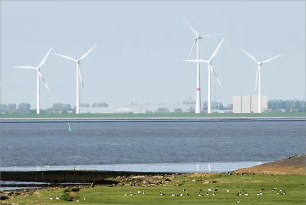 Wind Turbines and migrating Barnacle Geese- on the north coast of Holland