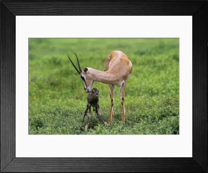 Framed Print : Grant's Gazelle - and new born Framed Print : Grant's Gazelle - and new born