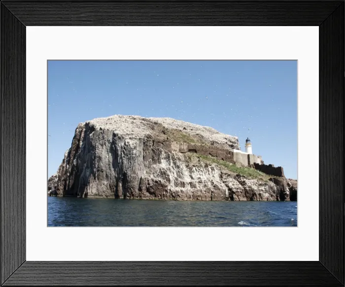 Framed Print : Bass Rock- a volcanic plug, a major historic seabird nesting site. Firth of Forth, Scotland. 20, 000 gannets nest here, many wheeling overhead in the picture Framed Print : Bass Rock- a volcanic plug, a major historic seabird nesting site. Firth of Forth, Scotland. 20, 000 gannets nest here, many wheeling overhead in the picture