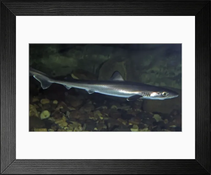 Framed Print : Smooth Hound Dogfish (juvenile) - coasts North East Atlantic, Mediterranean Framed Print : Smooth Hound Dogfish (juvenile) - coasts North East Atlantic, Mediterranean