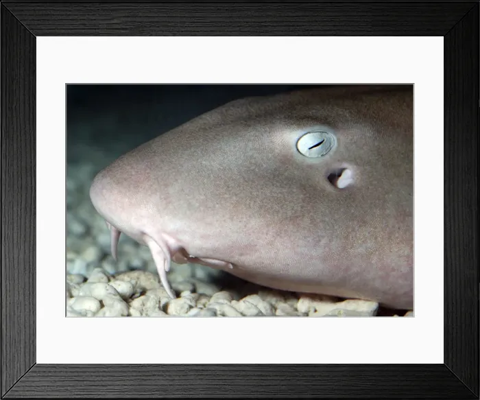 Framed Print : Nurse Shark - reefs along Atlantic and Caribbean coasts Framed Print : Nurse Shark - reefs along Atlantic and Caribbean coasts