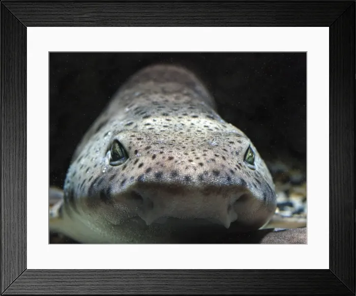 Framed Print : Lesser Spotted Dogfish - North Sea, British Coasts, Mediterranean Framed Print : Lesser Spotted Dogfish - North Sea, British Coasts, Mediterranean