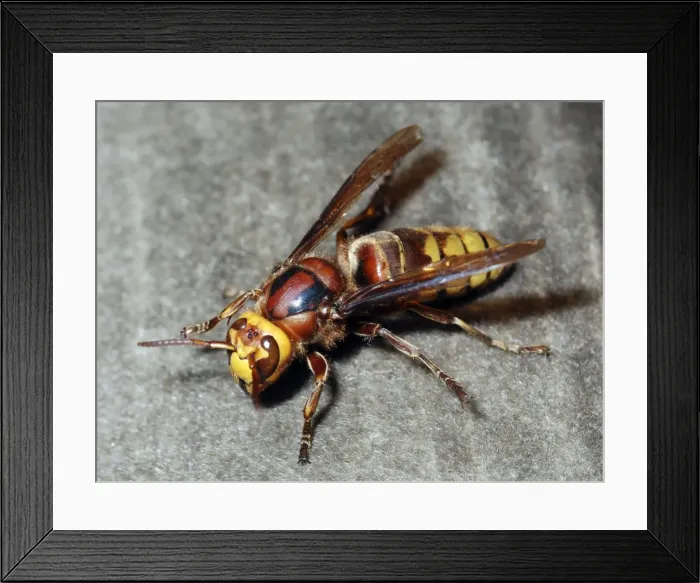 Framed Print : Hornet - UK and Europe Framed Print : Hornet - UK and Europe