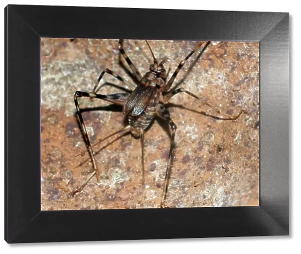 Cave Cricket - Africa, underground caves and tunnels, spread to other places too