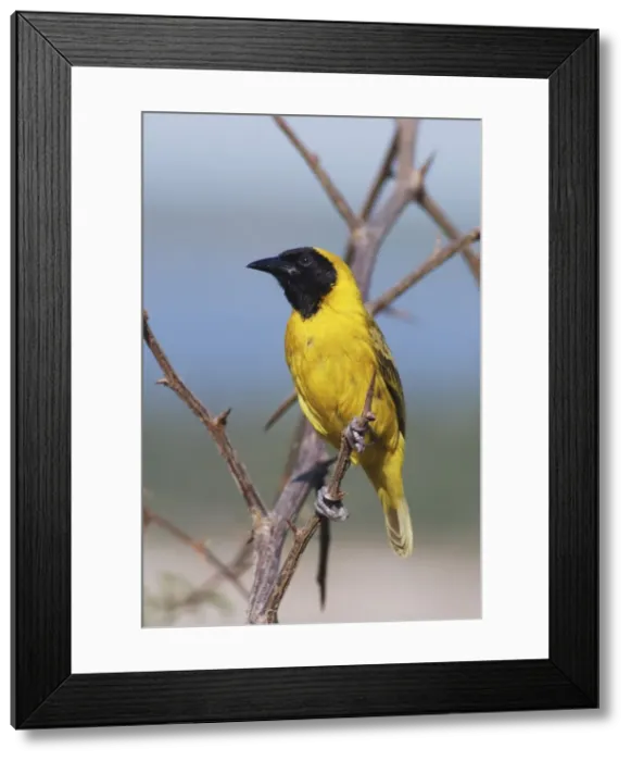 Framed Print : Slender Billed Weaver - Male on branch - Uganda - Africa Framed Print : Slender Billed Weaver - Male on branch - Uganda - Africa