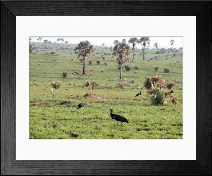 Framed Print : Abdim's Stork - feeding in field - Murchison Falls National Park - Uganda - Africa - On migration February Framed Print : Abdim's Stork - feeding in field - Murchison Falls National Park - Uganda - Africa - On migration February