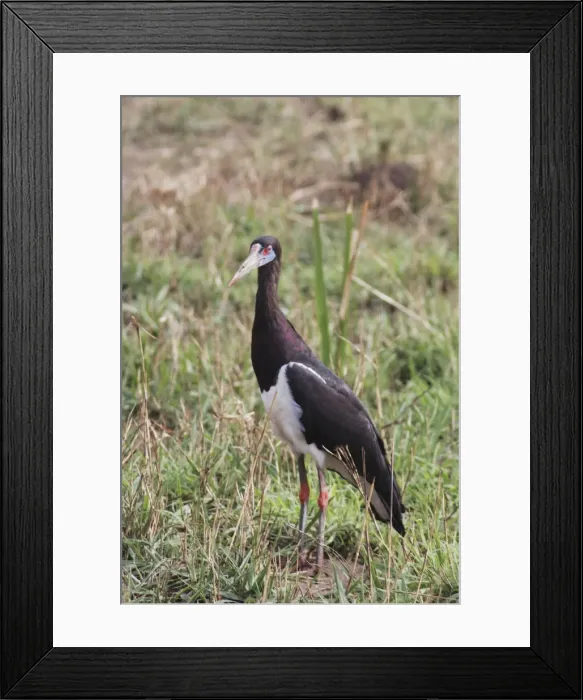Framed Print : Abdim's Stork - in field - Murchison Falls National Park - Uganda - Africa - On migration February Framed Print : Abdim's Stork - in field - Murchison Falls National Park - Uganda - Africa - On migration February