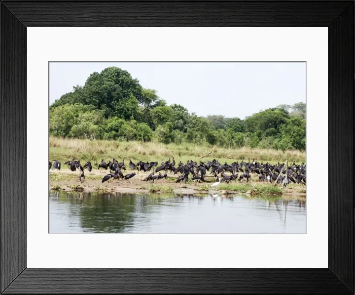 Framed Print : Abdim's Stork - Intra-African migrant - flock resting beside the Nile - Northern Uganda - Africa - February Framed Print : Abdim's Stork - Intra-African migrant - flock resting beside the Nile - Northern Uganda - Africa - February