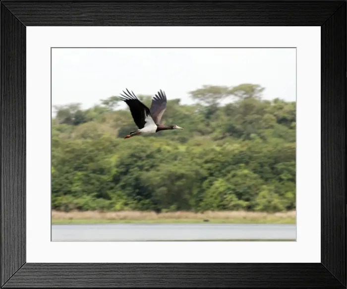 Framed Print : Abdim's Stork - Intra-African migrant - in flight - Northern Uganda - Africa - February