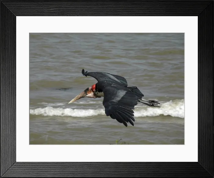 Framed Print : Marabou Stork - in flight over water Framed Print : Marabou Stork - in flight over water