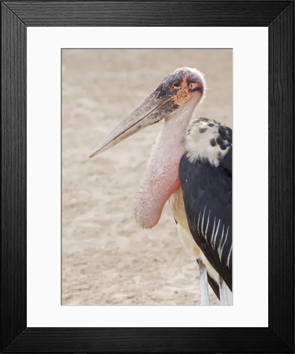 Framed Print : Marabou Stork - crop full after scavenging Framed Print : Marabou Stork - crop full after scavenging