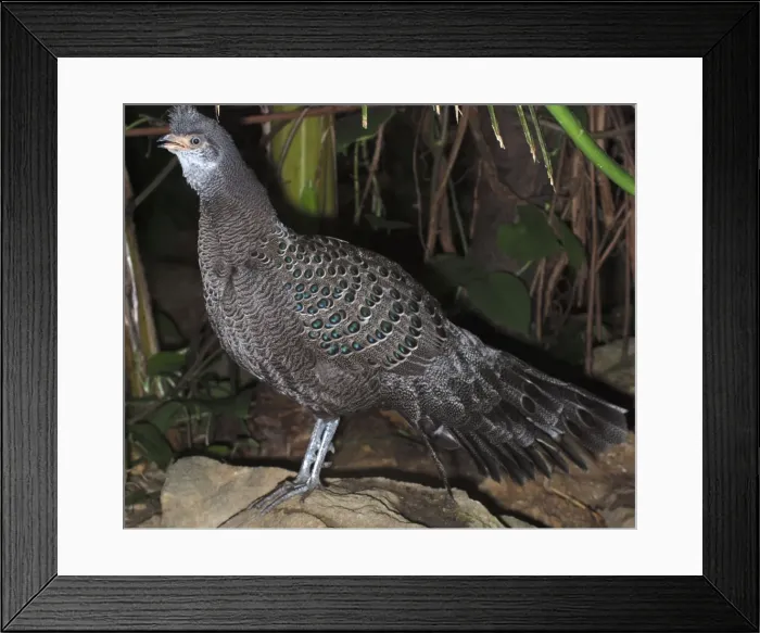 Framed Print : Gray Peacock Pheasant - widespread Himalayas eastwards to China, Thailand and Vietnam Framed Print : Gray Peacock Pheasant - widespread Himalayas eastwards to China, Thailand and Vietnam