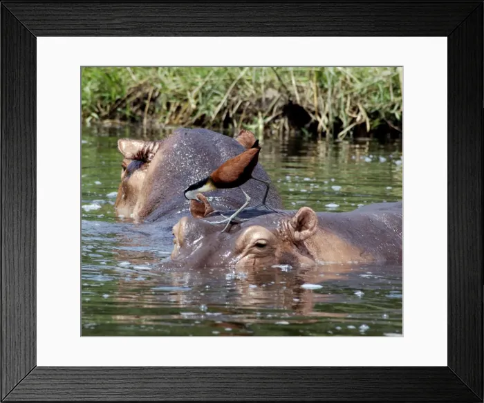 Framed Print : African Jacana looking for food on Hippopotamus - River Nile, Murchison Falls National Park, Uganda Africa