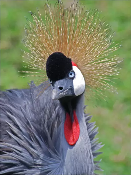 Crowned Crane - East Africa, national bird of Uganda