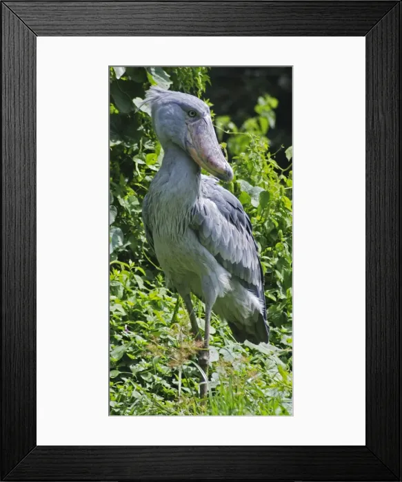 Framed Print : Shoebill - inhabits papyrus swamps, East and Southern Africa Framed Print : Shoebill - inhabits papyrus swamps, East and Southern Africa