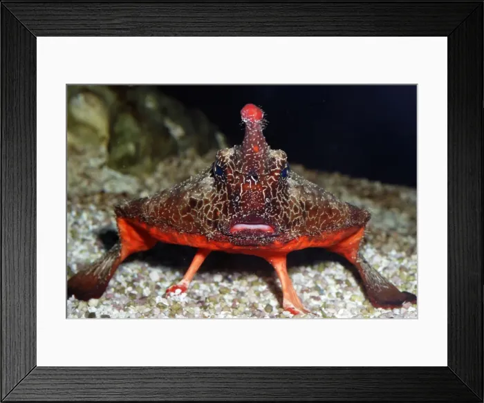 Framed Print : Walking Batfish  /  Toadfish - Caribbean and Gulf of Mexico