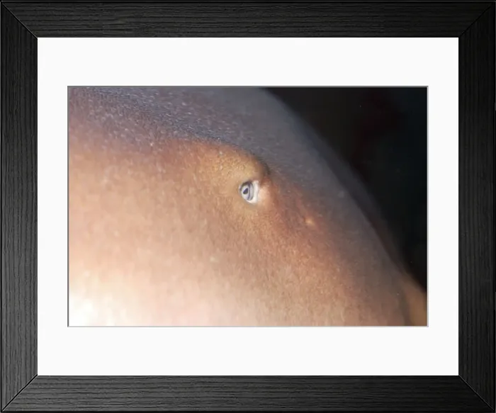 Framed Print : Nurse Shark eye Framed Print : Nurse Shark eye