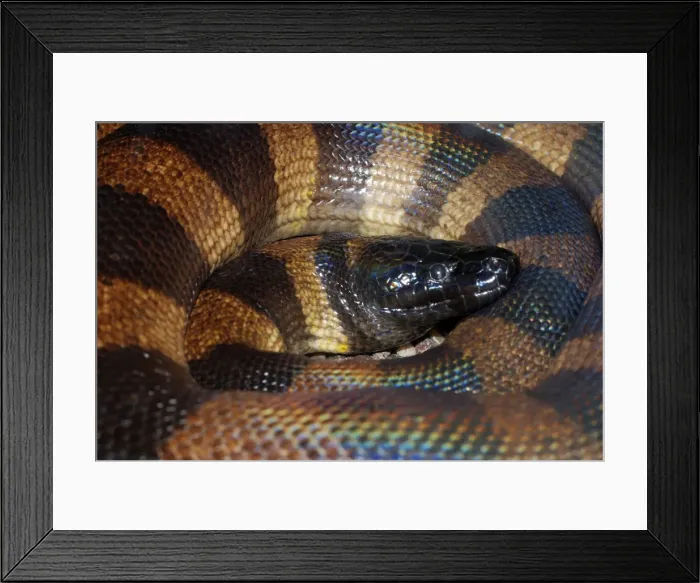 Framed Print : Bismark Ringed Python - Found only on the islands of the Bismark Archipelago Framed Print : Bismark Ringed Python - Found only on the islands of the Bismark Archipelago