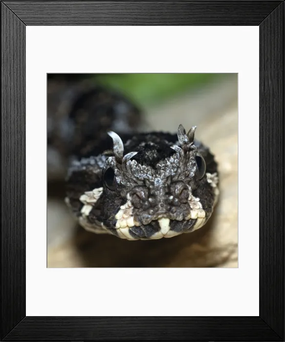 Framed Print : Many-horned Adder. South Africa Framed Print : Many-horned Adder. South Africa