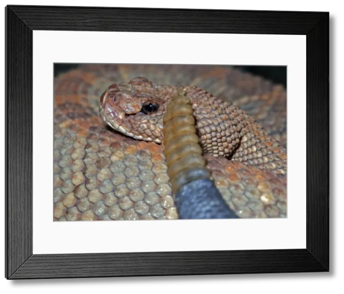 Framed Print : Aruba Island Rattlesnake - Caribbean island of Aruba lies off the coast of Venezuela Framed Print : Aruba Island Rattlesnake - Caribbean island of Aruba lies off the coast of Venezuela