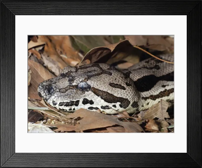 Framed Print : Dumeril's Ground Boa - Madagascar and Reunion