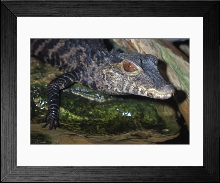 Framed Print : Dwarf Caiman - northern South America, from Bolivia to Brazil and Paraguay. Smallest species of crocodilian, up to 1. 5m long Framed Print : Dwarf Caiman - northern South America, from Bolivia to Brazil and Paraguay. Smallest species of crocodilian, up to 1. 5m long
