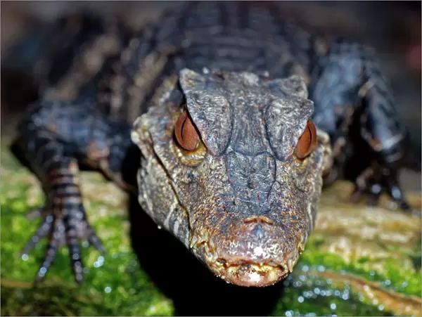 Dwarf Caiman - northern South America, from Bolivia to Brazil and Paraguay. Smallest species of crocodilian, up to 1. 5m long