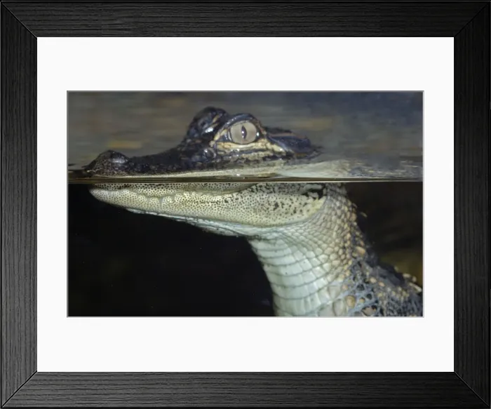 Framed Print : Young Caiman at the surface showing different refractive index above and below water Framed Print : Young Caiman at the surface showing different refractive index above and below water