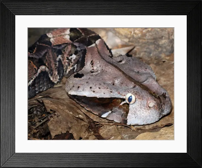 Framed Print : Gaboon Viper - West African forests Framed Print : Gaboon Viper - West African forests