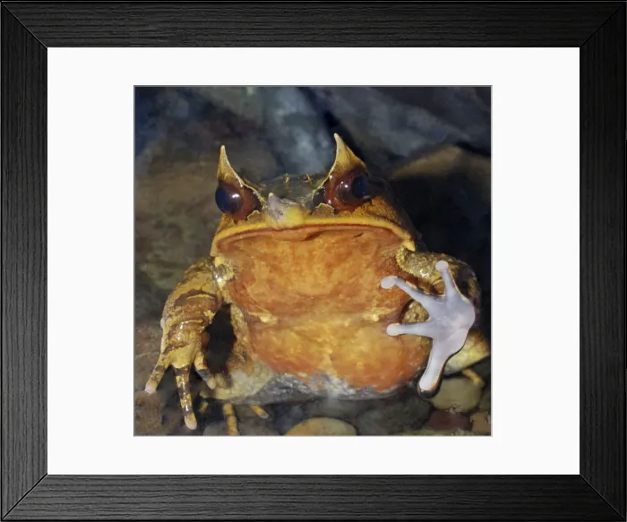 Framed Print : Malaysian Horned Frog - forest floors of Southeast Asia, Himalayas to Indonesia Framed Print : Malaysian Horned Frog - forest floors of Southeast Asia, Himalayas to Indonesia