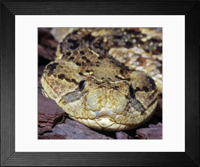 Framed Print : Puff Adder - Found in dry grasslands over most of Africa, and also in Western Arabia Framed Print : Puff Adder - Found in dry grasslands over most of Africa, and also in Western Arabia