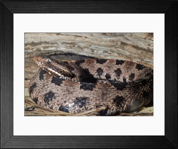Framed Print : Carolina Pigmy Rattlesnake - Eastern United States Framed Print : Carolina Pigmy Rattlesnake - Eastern United States