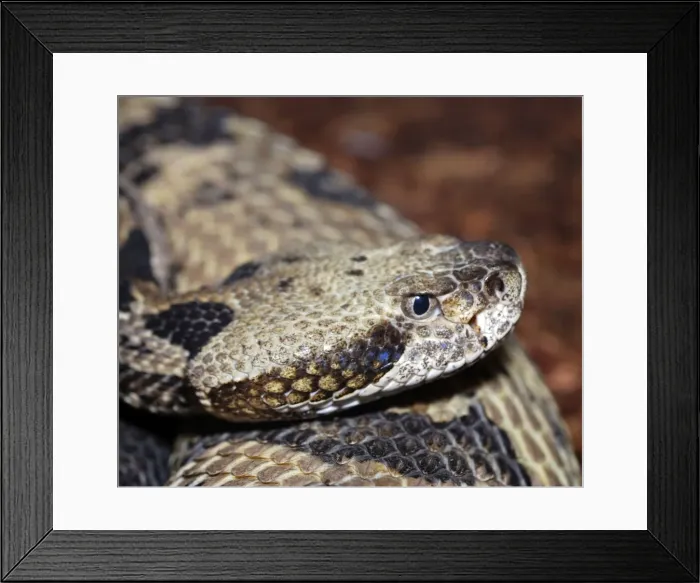 Framed Print : Dusky Pigmy Rattlesnake - southeastern United States Framed Print : Dusky Pigmy Rattlesnake - southeastern United States