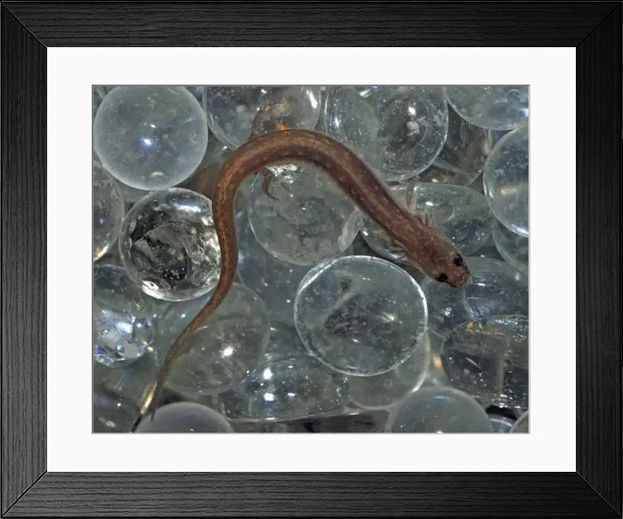 Framed Print : San Marcos Salamander- endangered species, only found in headwaters of San Marcos River, Texas. Here hiding among glass spheres Framed Print : San Marcos Salamander- endangered species, only found in headwaters of San Marcos River, Texas. Here hiding among glass spheres