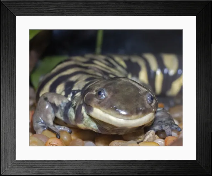Framed Print : Tiger Salamander - North America from Alaska to eastern Canada and Mexico. The largest American urodele Framed Print : Tiger Salamander - North America from Alaska to eastern Canada and Mexico. The largest American urodele