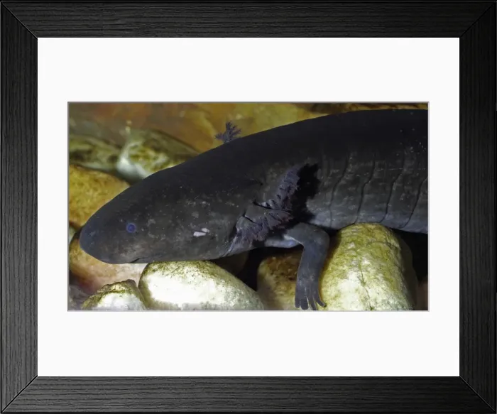 Framed Print : Greater Siren - North America, freshwaters Framed Print : Greater Siren - North America, freshwaters