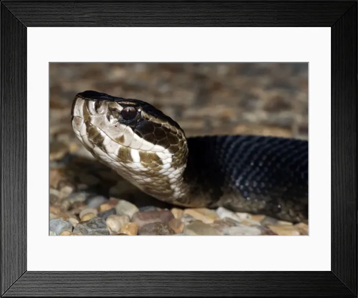 Framed Print : Cottonmouth Snake - found in or near water in Eastern USA, the world's only aquatic viper. Highly venomous Framed Print : Cottonmouth Snake - found in or near water in Eastern USA, the world's only aquatic viper. Highly venomous
