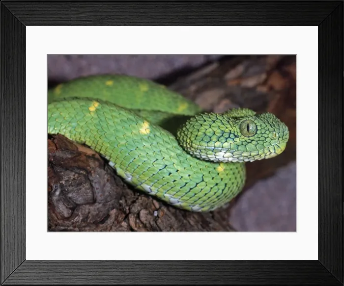 Framed Print : Green Bush Viper - Forests of West Africa Framed Print : Green Bush Viper - Forests of West Africa