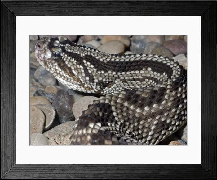 Framed Print : Guyana Cascobel - pit viper of South American grassland habitats, Venezuela to Argentina Framed Print : Guyana Cascobel - pit viper of South American grassland habitats, Venezuela to Argentina