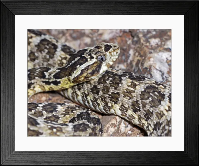 Framed Print : Coatinga Lancehead - North East Brazil Framed Print : Coatinga Lancehead - North East Brazil
