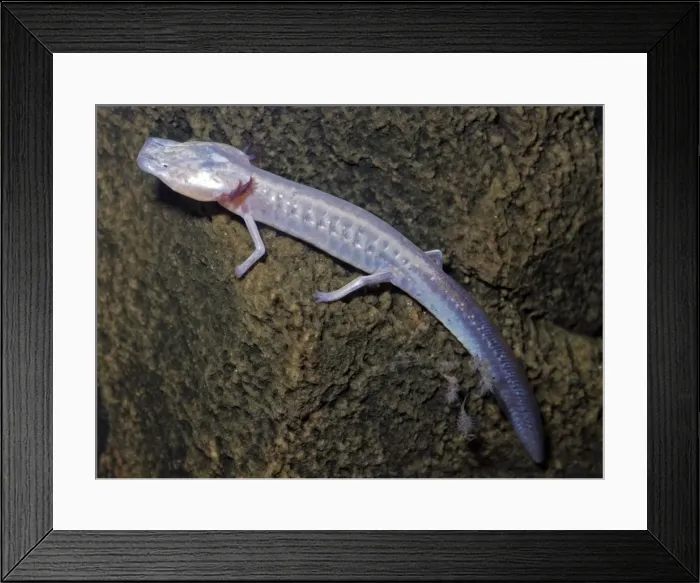Framed Print : Texas Blind Cave Salamander. Endemic to the caves of the San Marcos District, Texas Framed Print : Texas Blind Cave Salamander. Endemic to the caves of the San Marcos District, Texas