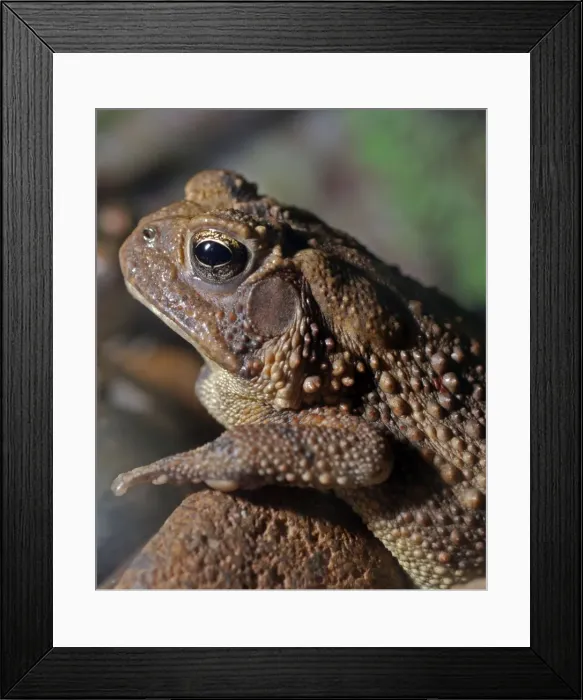 Framed Print : Dwarf American Toad - United States: Arizona, Illinois, Indiana, Kentucky, Missouri Framed Print : Dwarf American Toad - United States: Arizona, Illinois, Indiana, Kentucky, Missouri